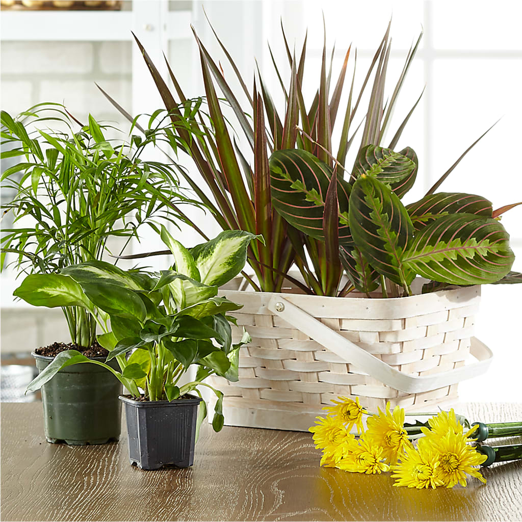 Florist Designed Blooming and Green Plants in a Basket – NITA'S FLOWERS & GIFTS, Marlow OK