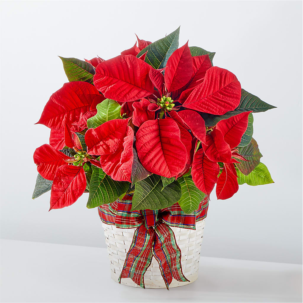 Happiest Holidays Poinsettia – NITA'S FLOWERS & GIFTS, Marlow OK
