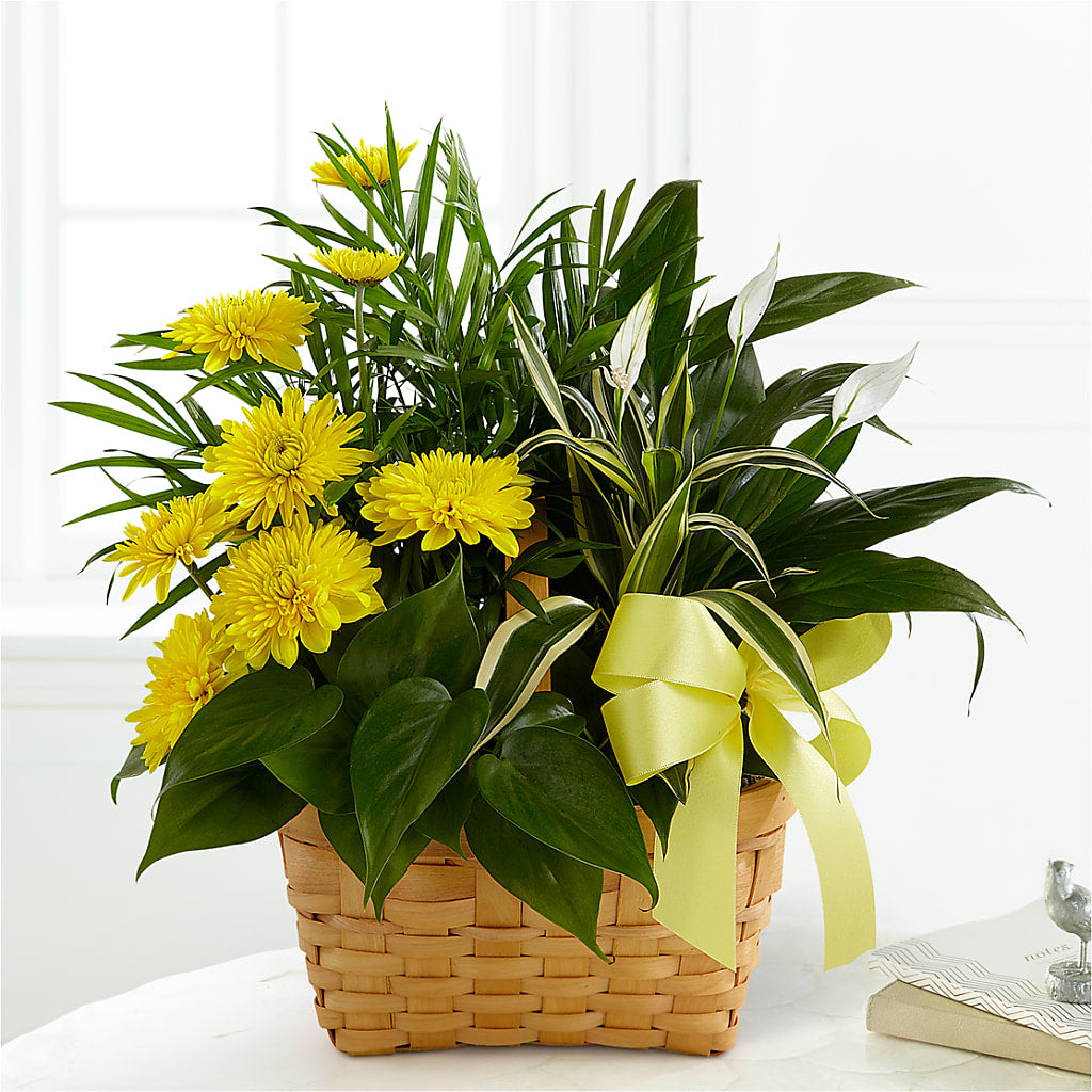 Loving Light Dishgarden – NITA'S FLOWERS & GIFTS, Marlow OK