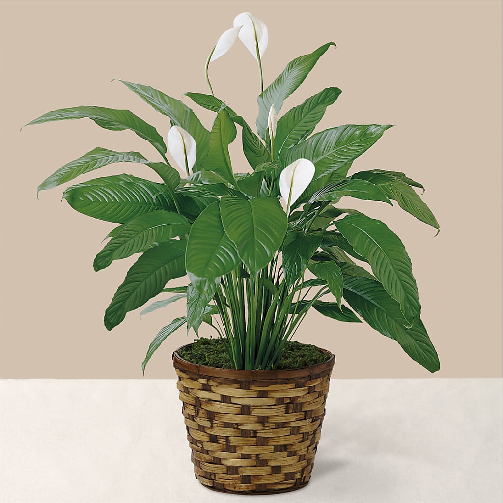 Tranquil Moments Peace Lily Plant – NITA'S FLOWERS & GIFTS, Marlow OK