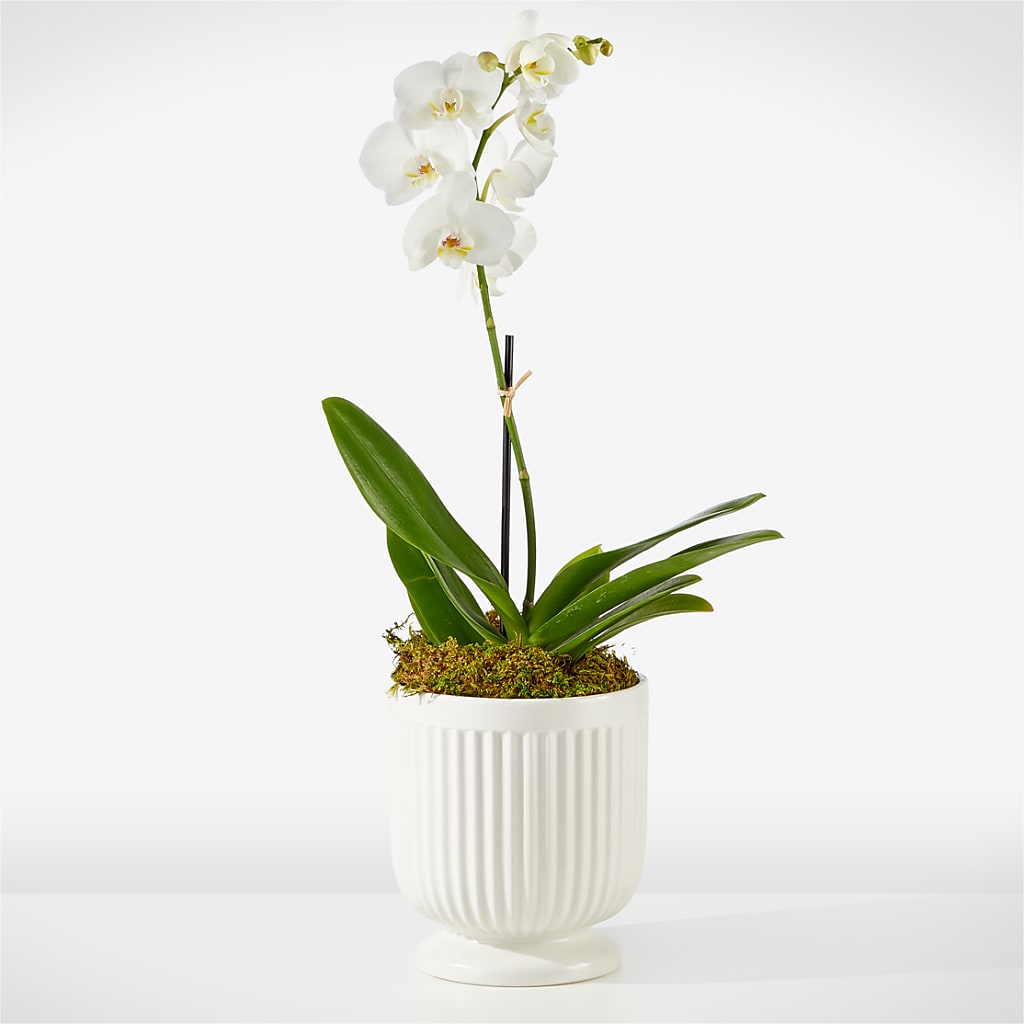 Whispering White Orchid – NITA'S FLOWERS & GIFTS, Marlow OK