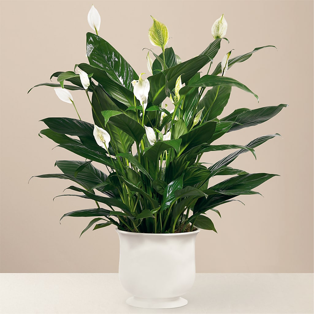 Comfort Planter – NITA'S FLOWERS & GIFTS, Marlow OK