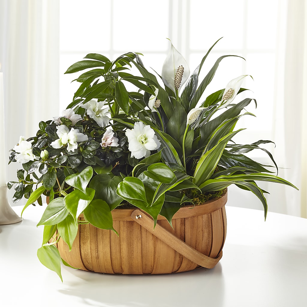 Serene Dishgarden – NITA'S FLOWERS & GIFTS, Marlow OK