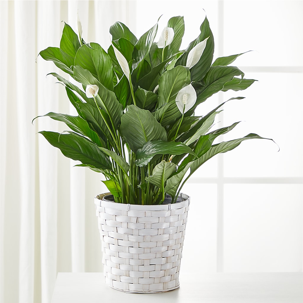 A New Leaf Peace Lily – NITA'S FLOWERS & GIFTS, Marlow OK