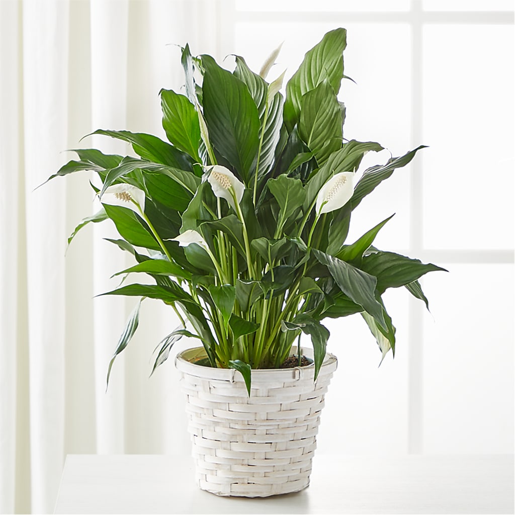 A New Leaf Peace Lily – NITA'S FLOWERS & GIFTS, Marlow OK