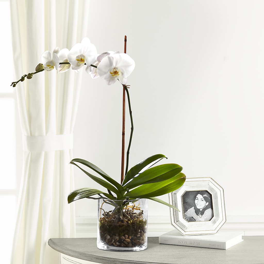 White Orchid Planter – NITA'S FLOWERS & GIFTS, Marlow OK