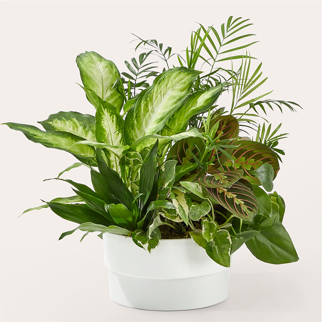 Radiating Positivity Dishgarden – NITA'S FLOWERS & GIFTS, Marlow OK