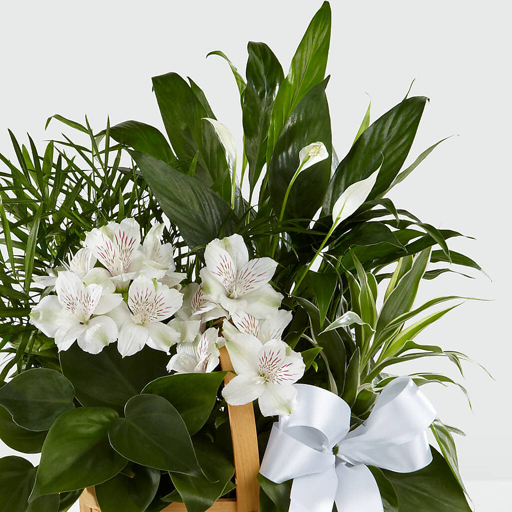 Peace & Serenity Dishgarden – NITA'S FLOWERS & GIFTS, Marlow OK