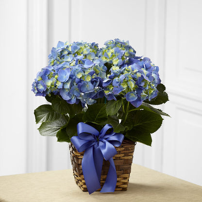 Blue Hydrangea Planter – NITA'S FLOWERS & GIFTS, Marlow OK