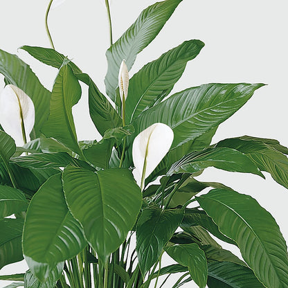 Tranquil Moments Peace Lily Plant – NITA'S FLOWERS & GIFTS, Marlow OK
