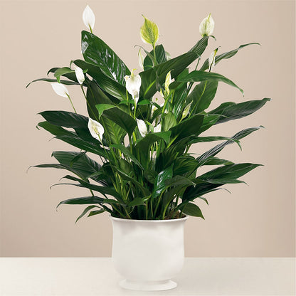 Comfort Planter – NITA'S FLOWERS & GIFTS, Marlow OK