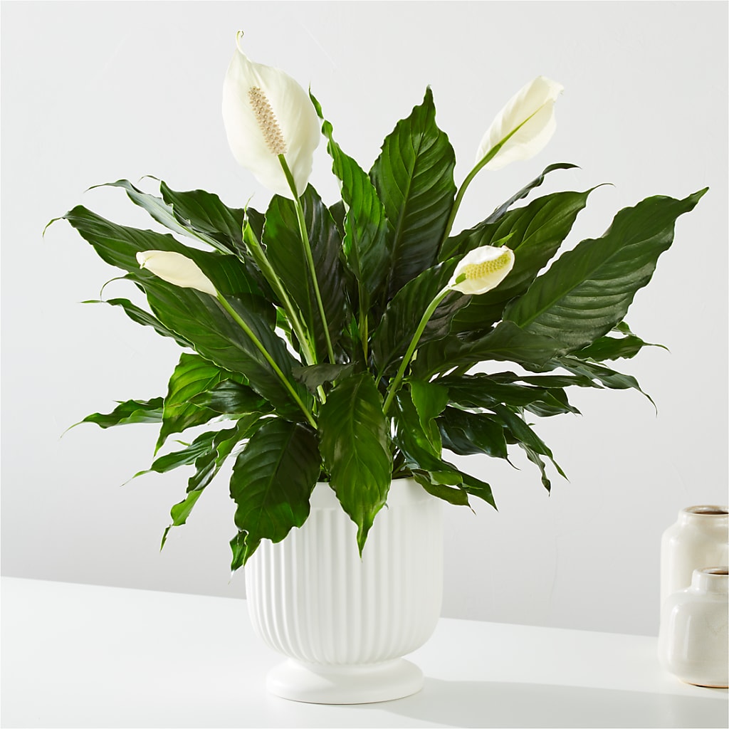 Comfort Planter – NITA'S FLOWERS & GIFTS, Marlow OK
