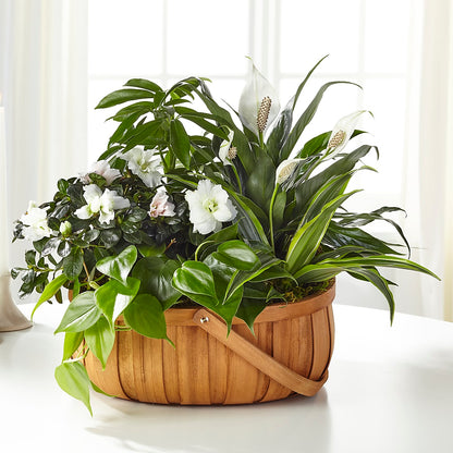 Serene Dishgarden – NITA'S FLOWERS & GIFTS, Marlow OK