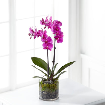 Pink Orchid Plant – NITA'S FLOWERS & GIFTS, Marlow OK