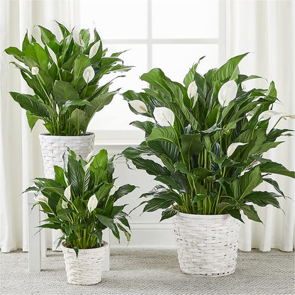 A New Leaf Peace Lily – NITA'S FLOWERS & GIFTS, Marlow OK