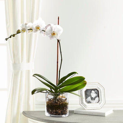 White Orchid Planter – NITA'S FLOWERS & GIFTS, Marlow OK
