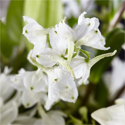 Classic Ivory – A Florist Original – NITA'S FLOWERS & GIFTS, Marlow OK